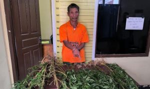 Penangkapan Petani Ganja di Tapanuli Utara Hebohkan Warga, Polisi Amankan 15 Batang Ganja