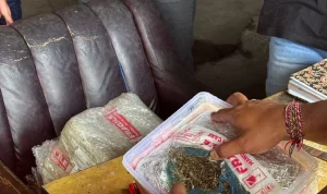 Pengiriman Ganja 5,76 Kg dari Medan ke Bali Digagalkan Bea Cukai