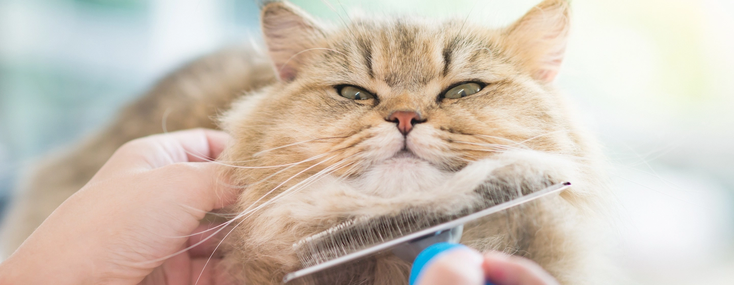 Penyebab dan Cara Mengatasi Bulu Kucing Rontok yang Harus Kamu Ketahui