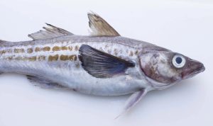 Ilustrasi Ikan Pollock