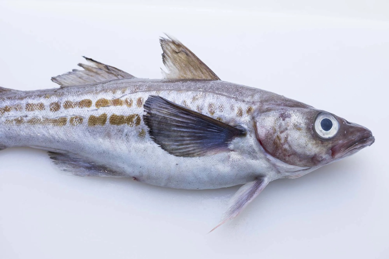 Ilustrasi Ikan Pollock