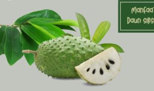 Ilustrasi Manfaat Daun Sirsak