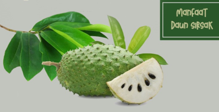 Ilustrasi Manfaat Daun Sirsak