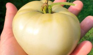 Ilustrasi White Tomato
