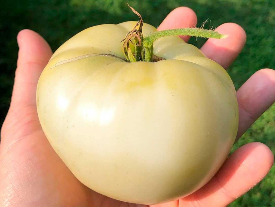Ilustrasi White Tomato