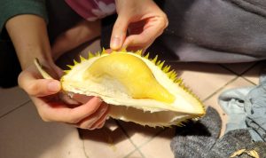Ilustrasi memilih durian manis dan legit