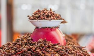 Wacana penggantian sumber protein, seperti telur, dalam program MBG menjadi belalang dan ulat sagu menuai pro dan kontra.