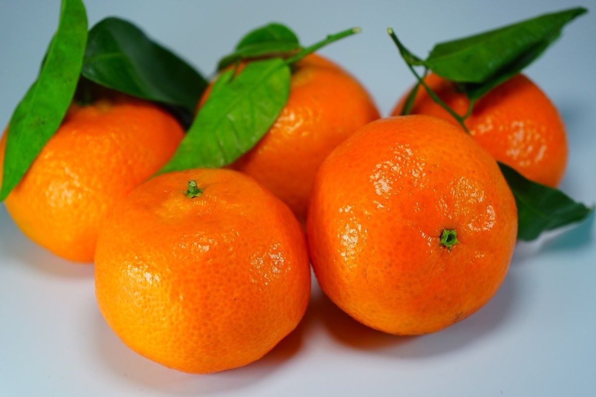 jeruk tangerine