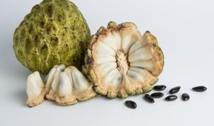 Ilustrasi buah srikaya