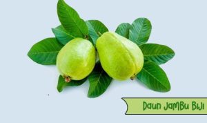 Ilustrasi Daun Jambu Biji