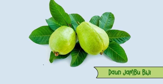 Ilustrasi Daun Jambu Biji