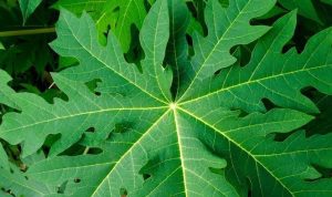 Daun Pepaya