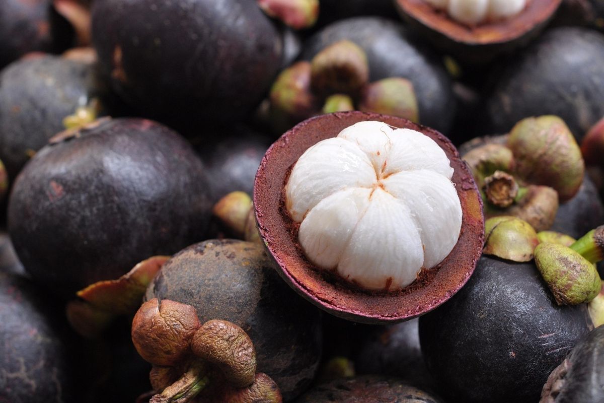 buah manggis