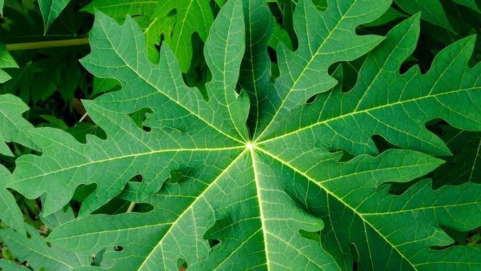 Daun Pepaya