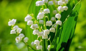 Ilustrasi bunga Lily of the Valley