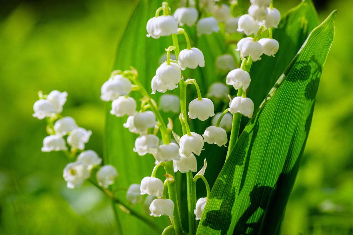 Ilustrasi bunga Lily of the Valley