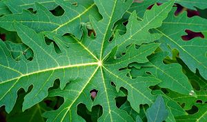 daun pepaya