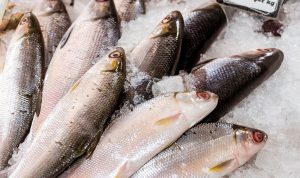 ikan bandeng