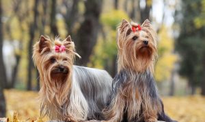 Anjing Betina Menstruasi? Ini Yang Harus Anda Tahu dan Cara Merawatnya