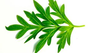 Ilustrasi daun kenikir