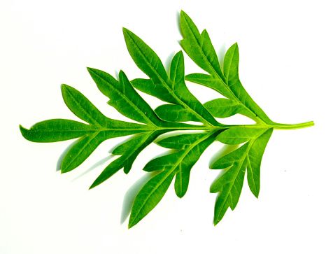 Ilustrasi daun kenikir