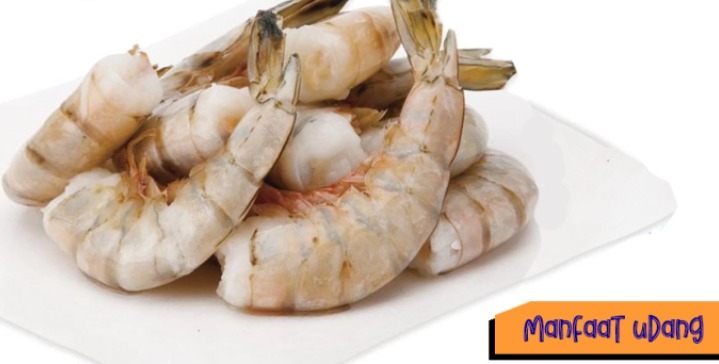Ilustrasi Udang