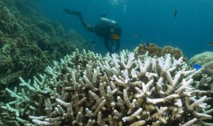 Fenomena pemutihan karang terjadi pada sebagian terumbu karang di dekat Pulau Menjangan Kecil