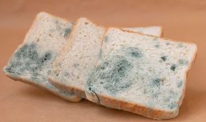 Hati-Hati! Inilah Reaksi Tubuh Saat Makan Roti yang Berjamur