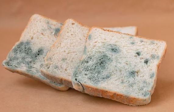 Hati-Hati! Inilah Reaksi Tubuh Saat Makan Roti yang Berjamur