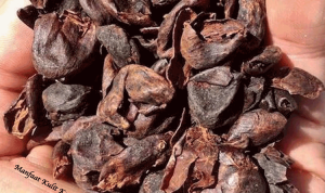 Kulit Buah Kopi
