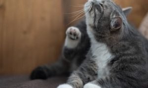 Kutu Kucing Bisa Menyerang Manusia, Begini Cara Mengatasinya