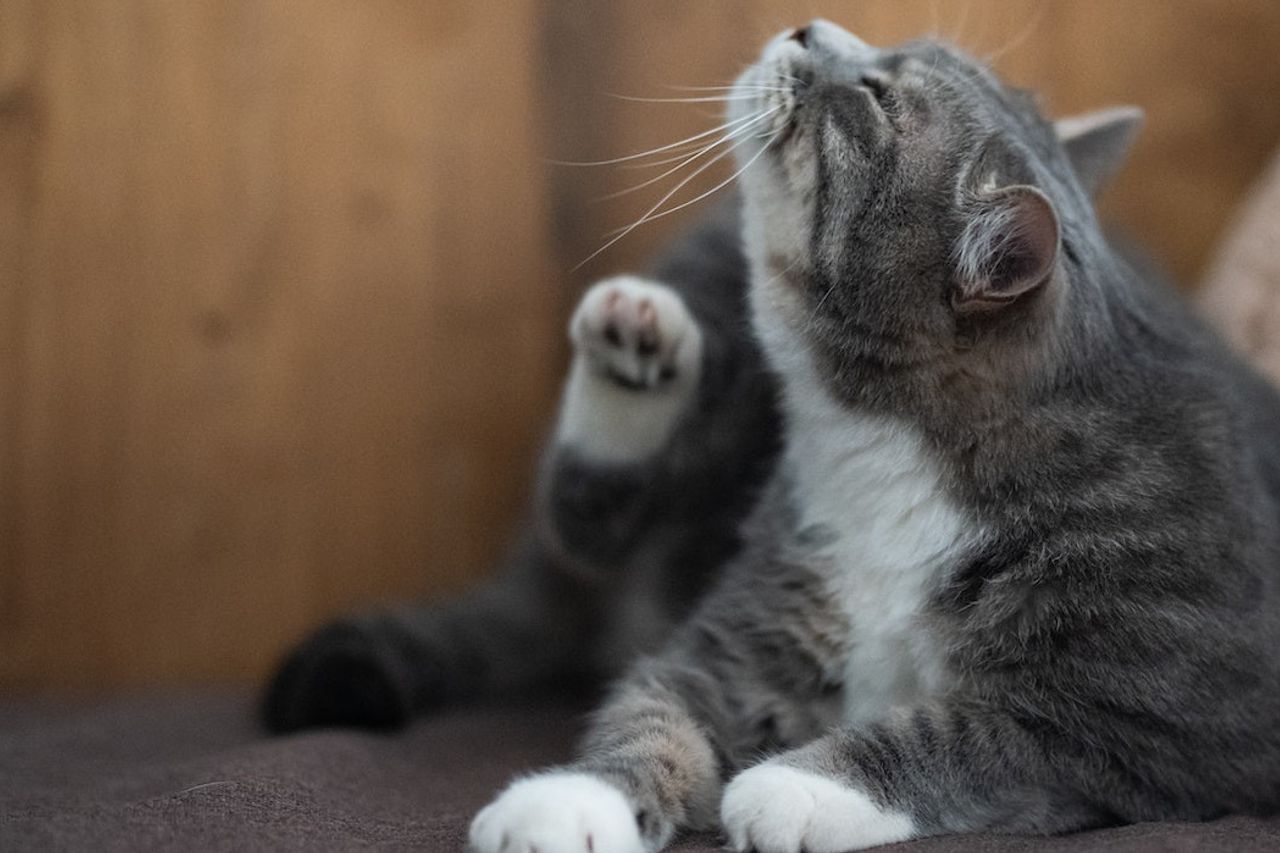 Kutu Kucing Bisa Menyerang Manusia, Begini Cara Mengatasinya