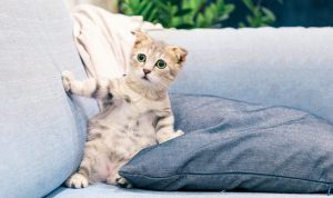 Manfaat Memelihara Kucing untuk Kesehatan Fisik dan Mental