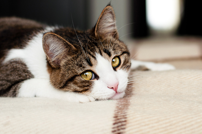 Penyebab Kucing Muntah Kuning dan Cara Mengatasinya