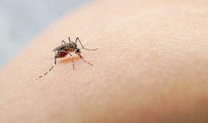 Puluhan Warga Terjangkit Penyakit Misterius, Chikungunya Diduga Jadi Penyebab