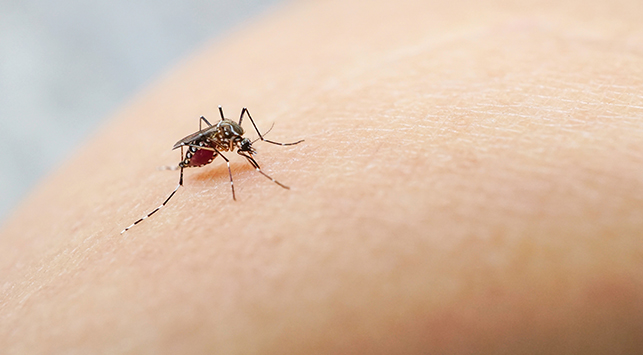 Puluhan Warga Terjangkit Penyakit Misterius, Chikungunya Diduga Jadi Penyebab
