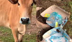 Sapi Viral Makan Kue Tart di Pantai Naga Permai, Bikin Heboh Warganet