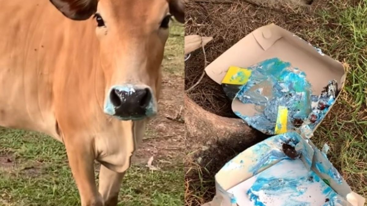 Sapi Viral Makan Kue Tart di Pantai Naga Permai, Bikin Heboh Warganet