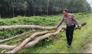 Seorang Ibu Tewas Tertimpa Ranting Pohon di Jalan Asahan Km 12