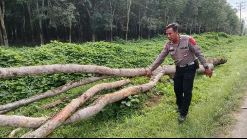 Seorang Ibu Tewas Tertimpa Ranting Pohon di Jalan Asahan Km 12