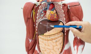 Sistem Organ pada Manusia dan Pentingnya Menjaga Kesehatan Tubuh