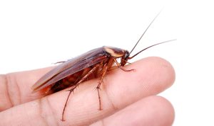 Waspada! Kecoak Bisa Sebarkan Penyakit Berbahaya untuk Manusia