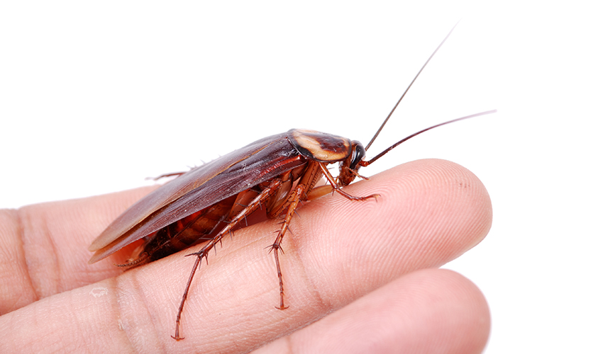 Waspada! Kecoak Bisa Sebarkan Penyakit Berbahaya untuk Manusia