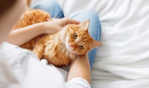 Benarkah Memelihara Kucing Membuat Wanita Susah Hamil?