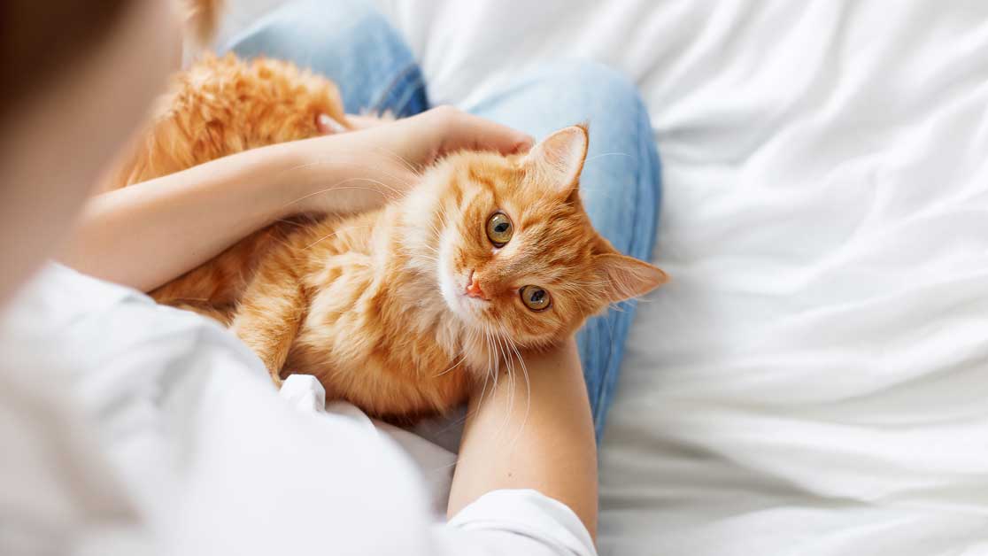 Benarkah Memelihara Kucing Membuat Wanita Susah Hamil?