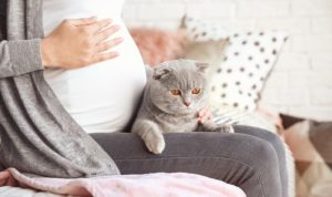 Memelihara Kucing Saat Hamil, Apakah Berbahaya? Ini Penjelasannya