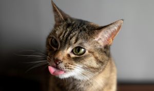 Kucing Mengeluarkan Air Liur Berlebihan? Ini Penyebab dan Cara Mengatasinya