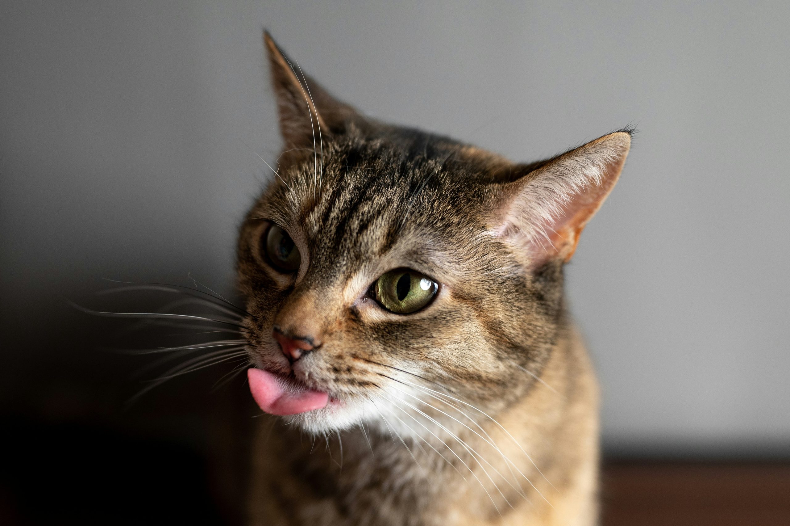 Kucing Mengeluarkan Air Liur Berlebihan? Ini Penyebab dan Cara Mengatasinya