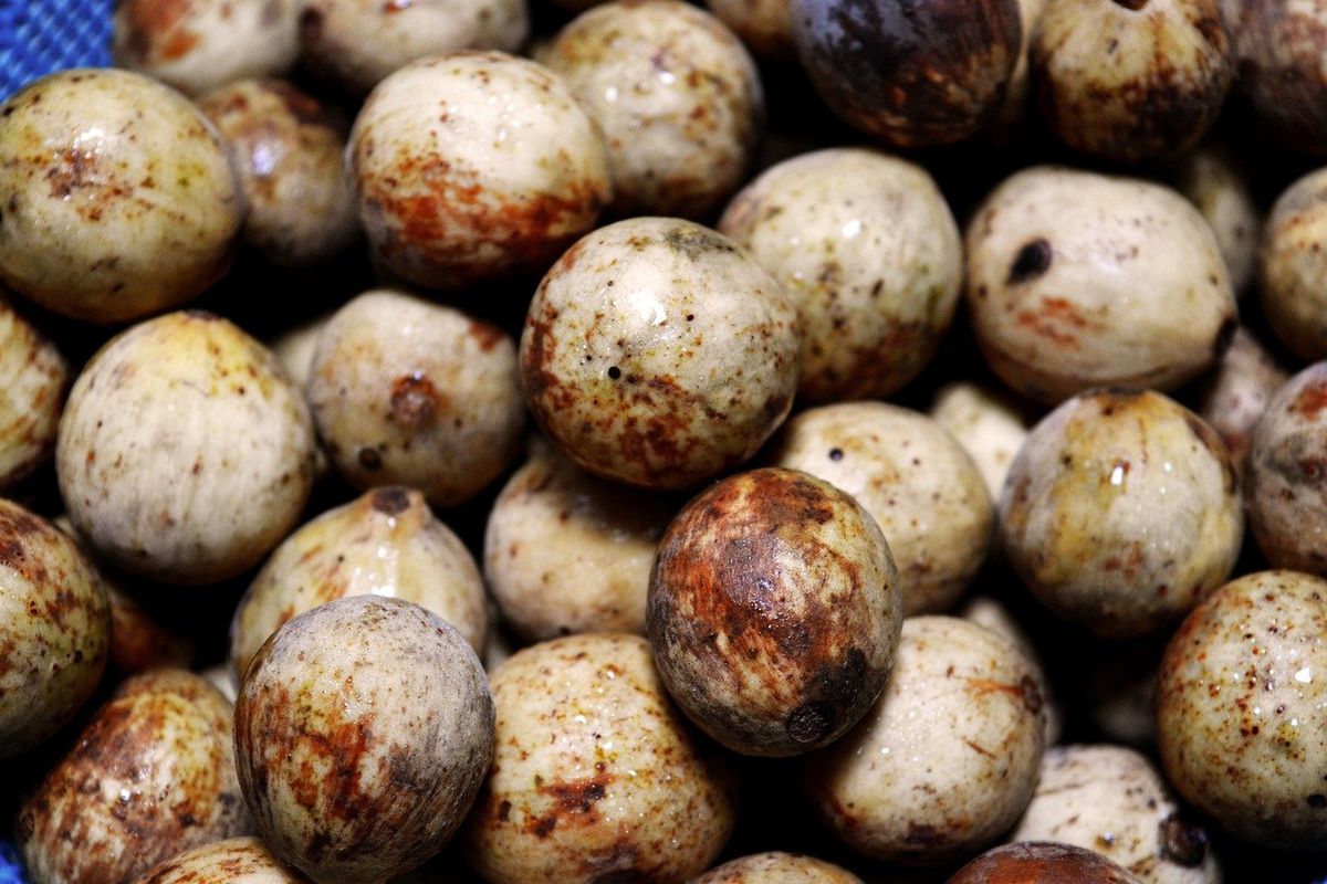 buah duku
