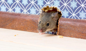 Ilustrasi tikus di rumah